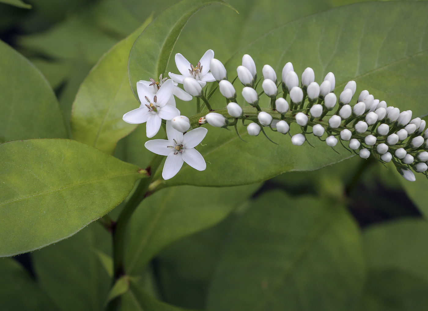 Image of Lysimachia clethroides specimen.