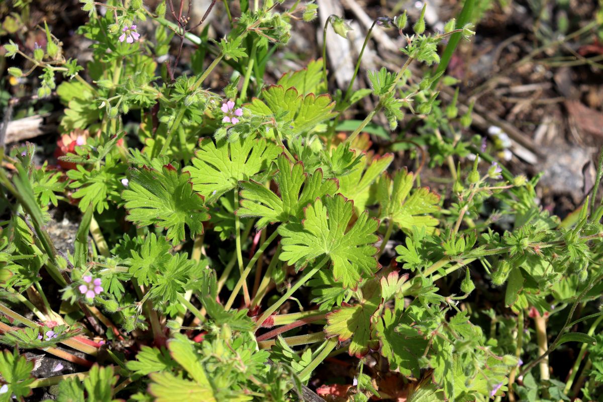 Изображение особи Geranium pusillum.
