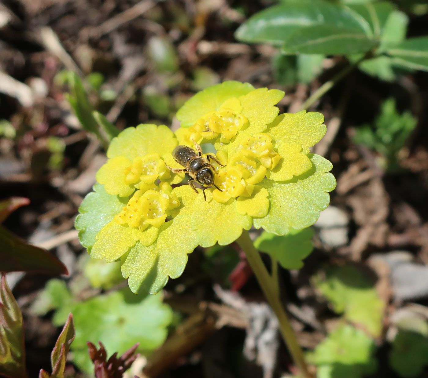 Image of Chrysosplenium alternifolium specimen.