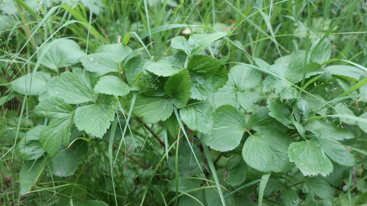 Image of Ligusticum scoticum specimen.