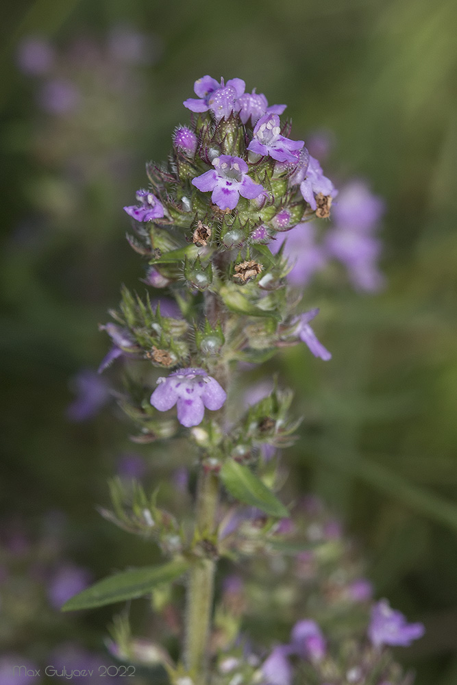 Image of Thymus dzevanovskyi specimen.