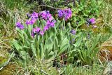 Primula turkestanica