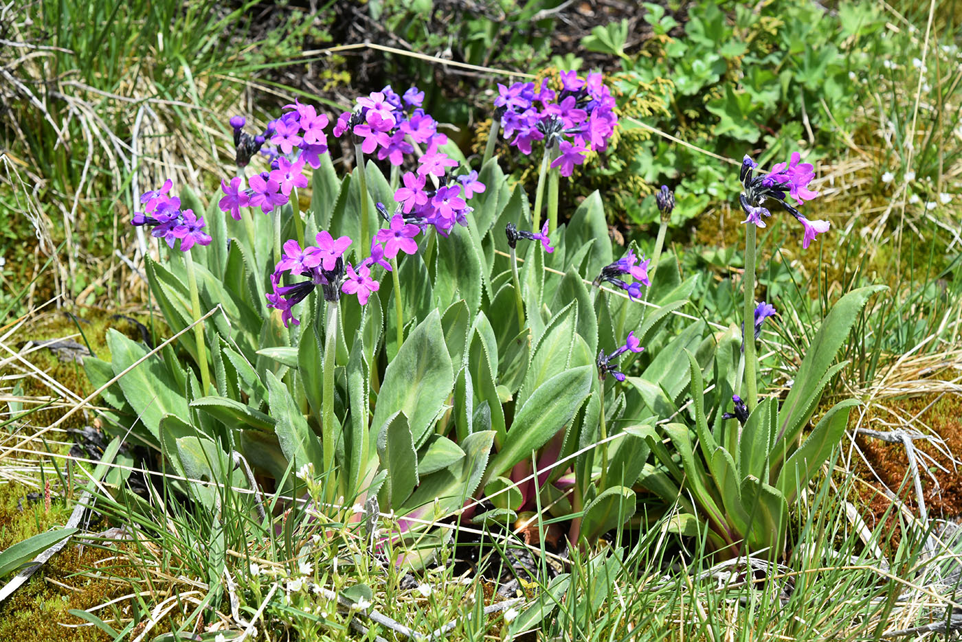 Изображение особи Primula turkestanica.