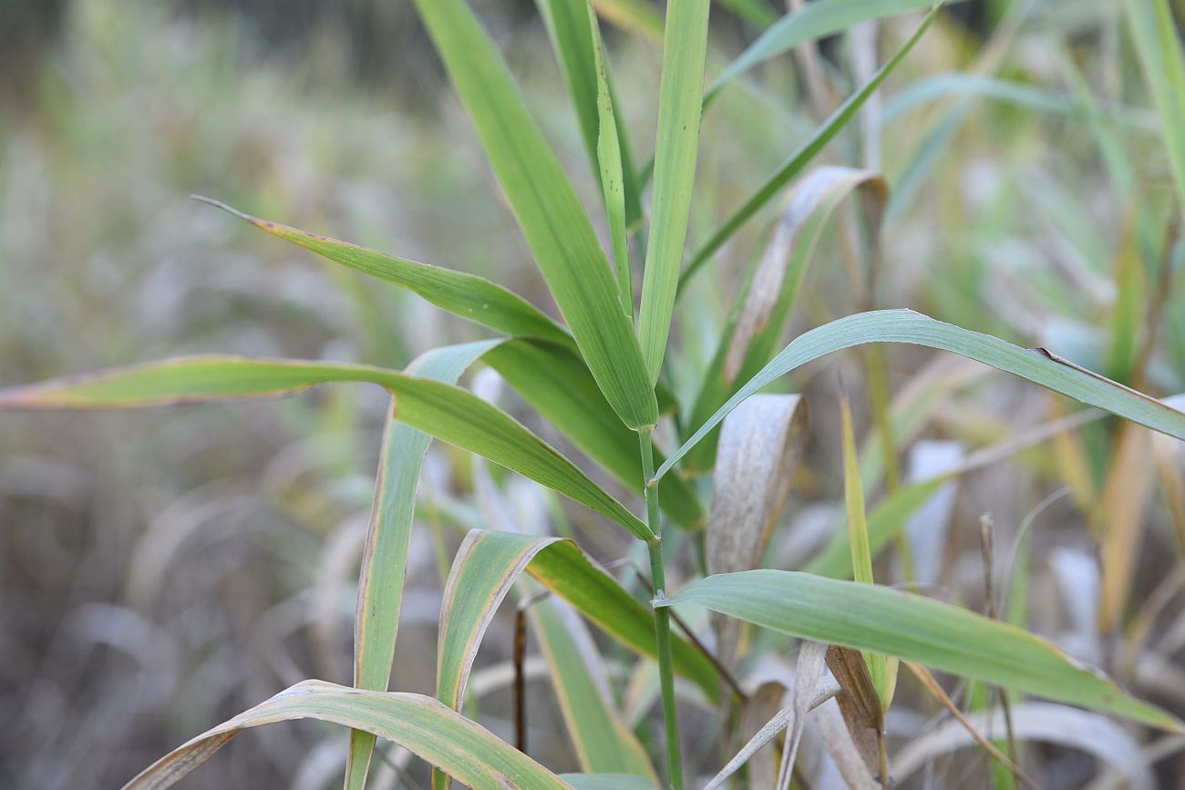 Image of Phalaroides arundinacea specimen.