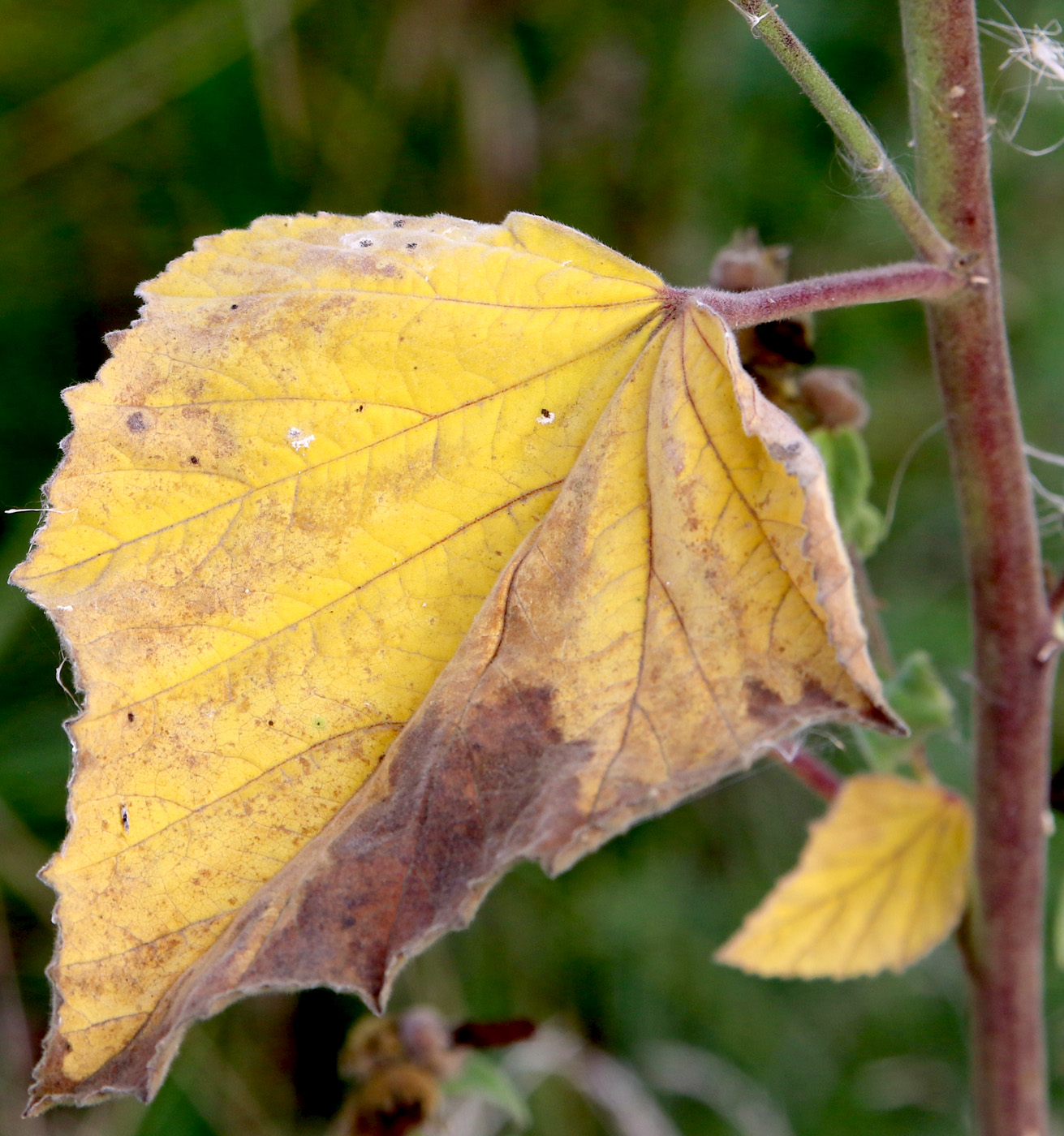 Image of Althaea officinalis specimen.
