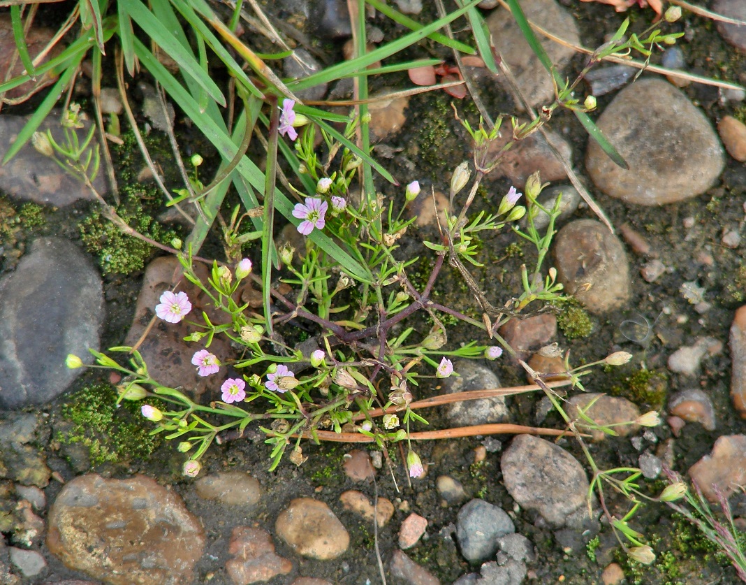 Image of Psammophiliella muralis specimen.