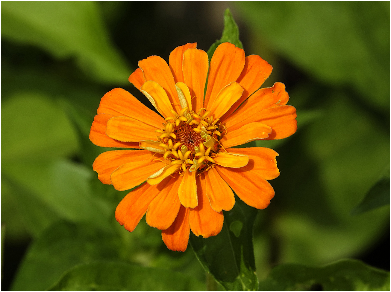 Image of Zinnia elegans specimen.