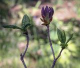 genus Rhododendron. Верхушка веточки в начале цветения. Ярославская обл., г. Переславль-Залесский, дендрологический парк им. С. Ф. Харитонова, Японский сад, в культуре. 12.06.2022.