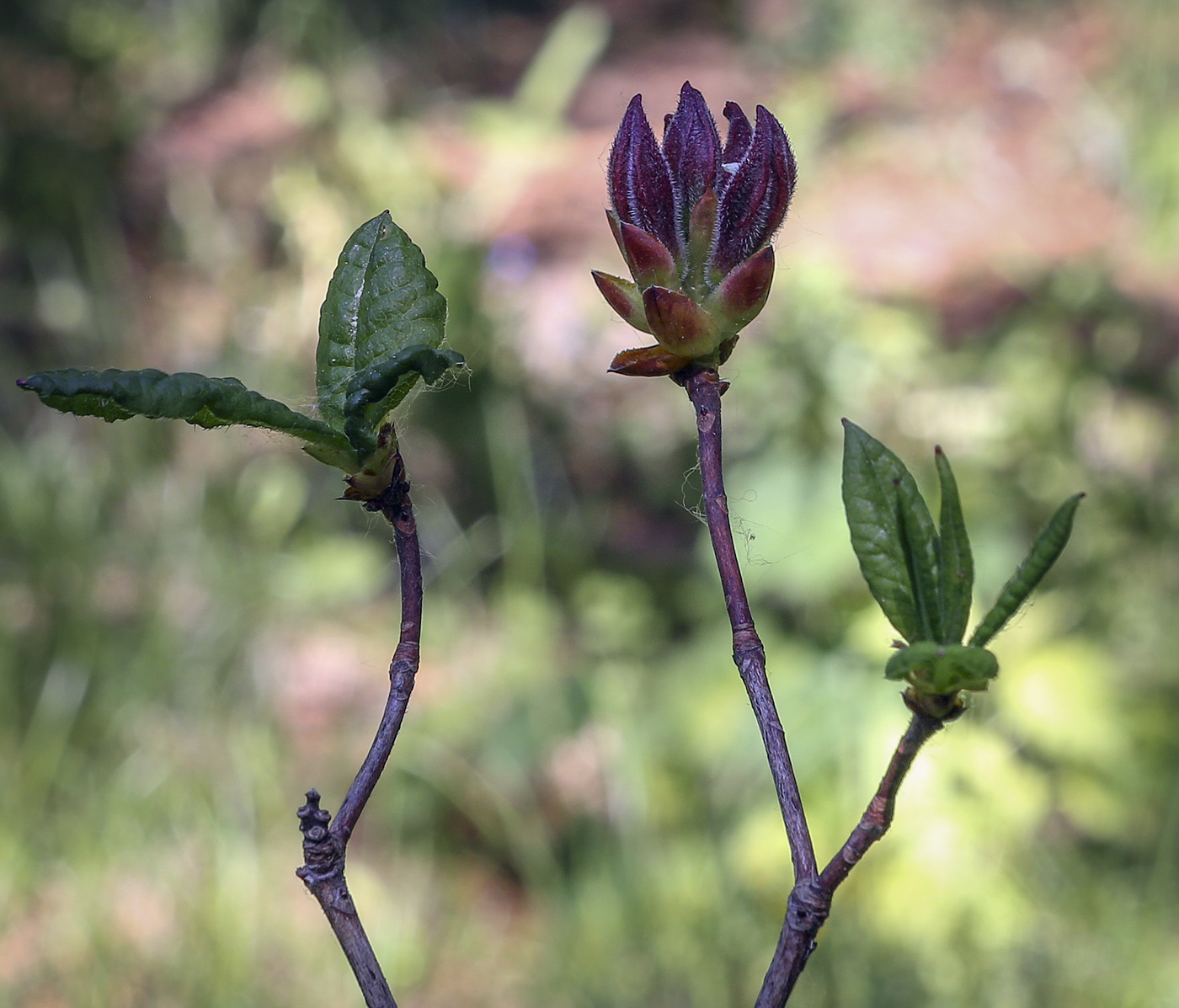 Image of genus Rhododendron specimen.