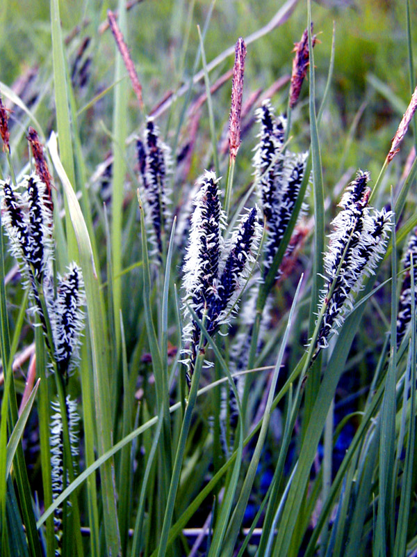 Image of Carex nigra specimen.