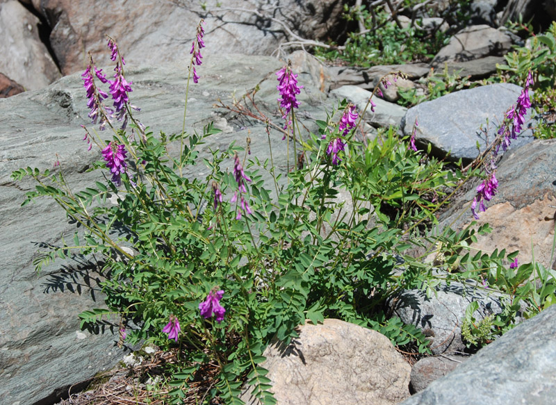 Изображение особи Hedysarum austrosibiricum.