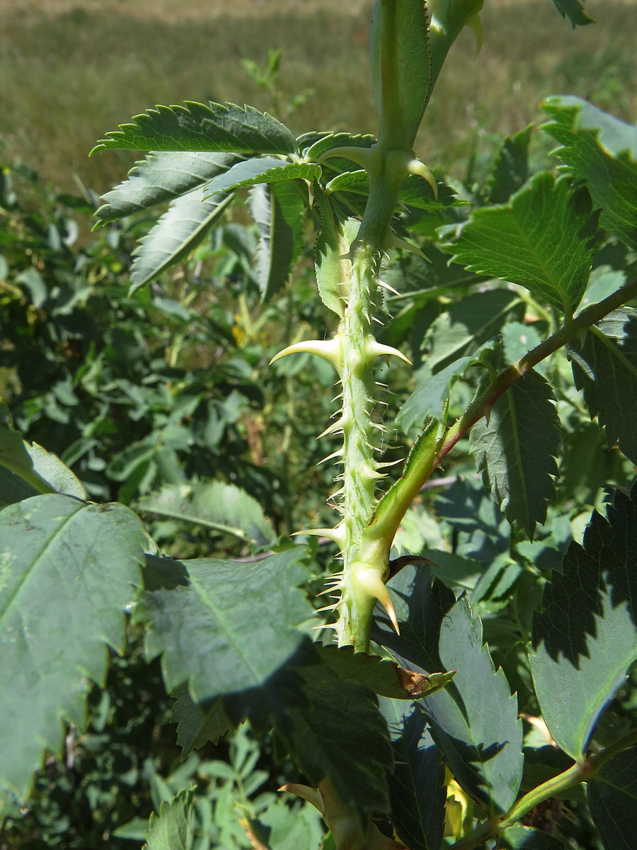 Image of Rosa laxa specimen.