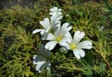 Cerastium davuricum