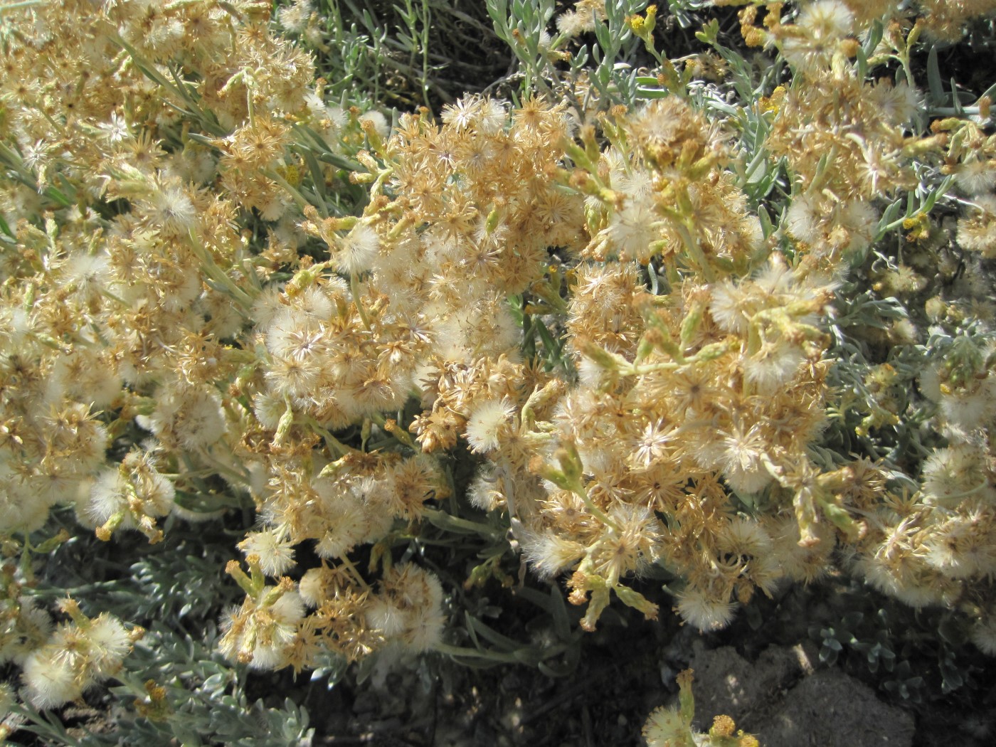 Image of Cladochaeta candidissima specimen.