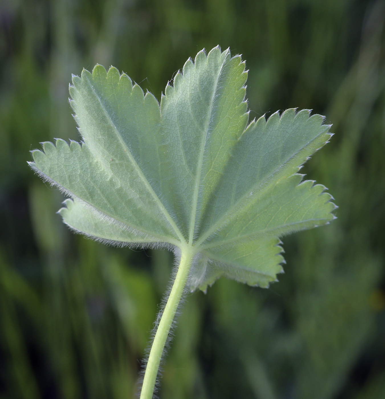 Изображение особи род Alchemilla.