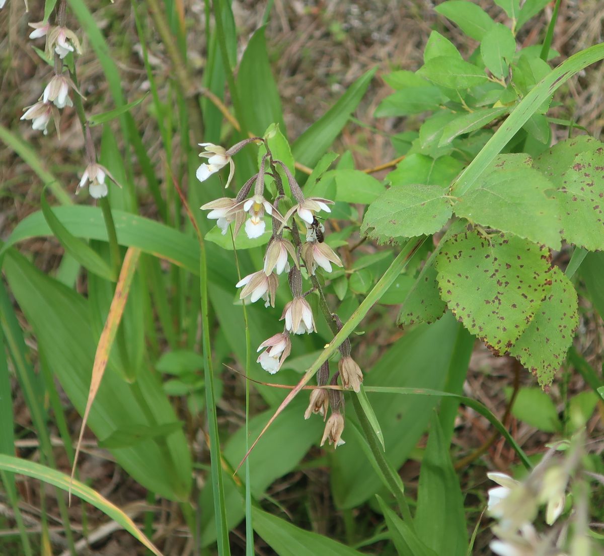 Image of Epipactis palustris specimen.