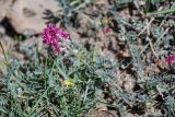 Oxytropis ervicarpa