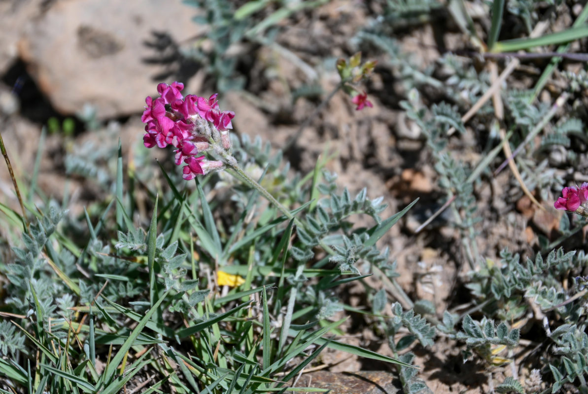 Image of Oxytropis ervicarpa specimen.