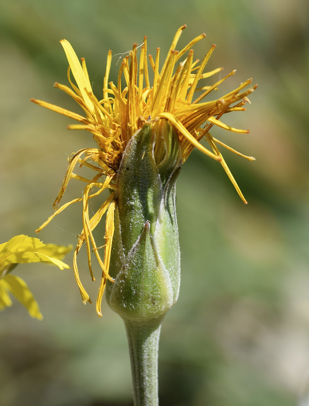 Image of Scorzonera crispatula specimen.