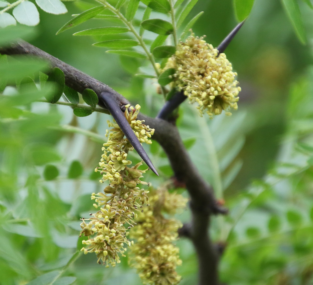 Изображение особи Gleditsia triacanthos.