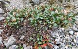 Salix polaris