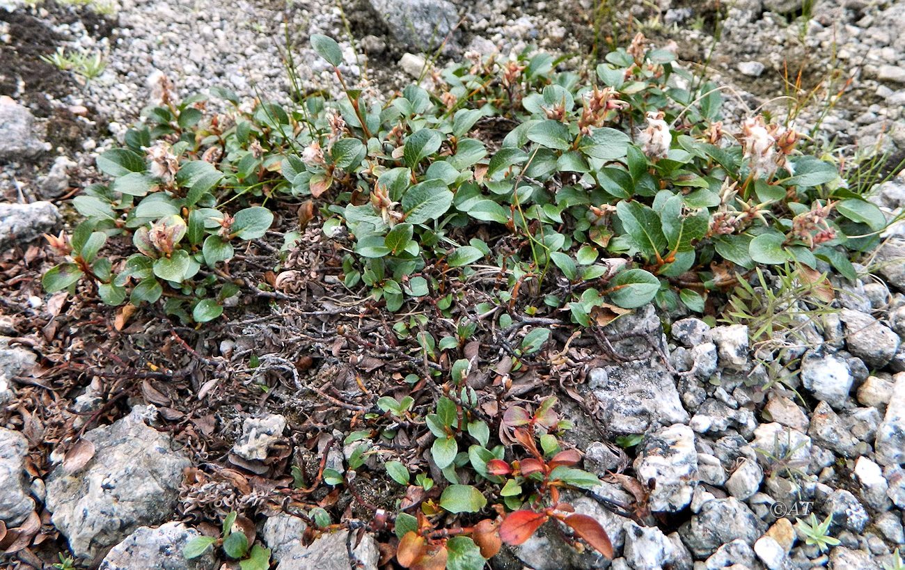 Image of Salix polaris specimen.