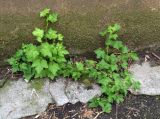 Grossularia uva-crispa. Вегетирующие растения. Луганская народная республика, г. Луганск, ул. Коцюбинского, окр. Верховного суда, под стеной жилого здания. 26.05.2023.