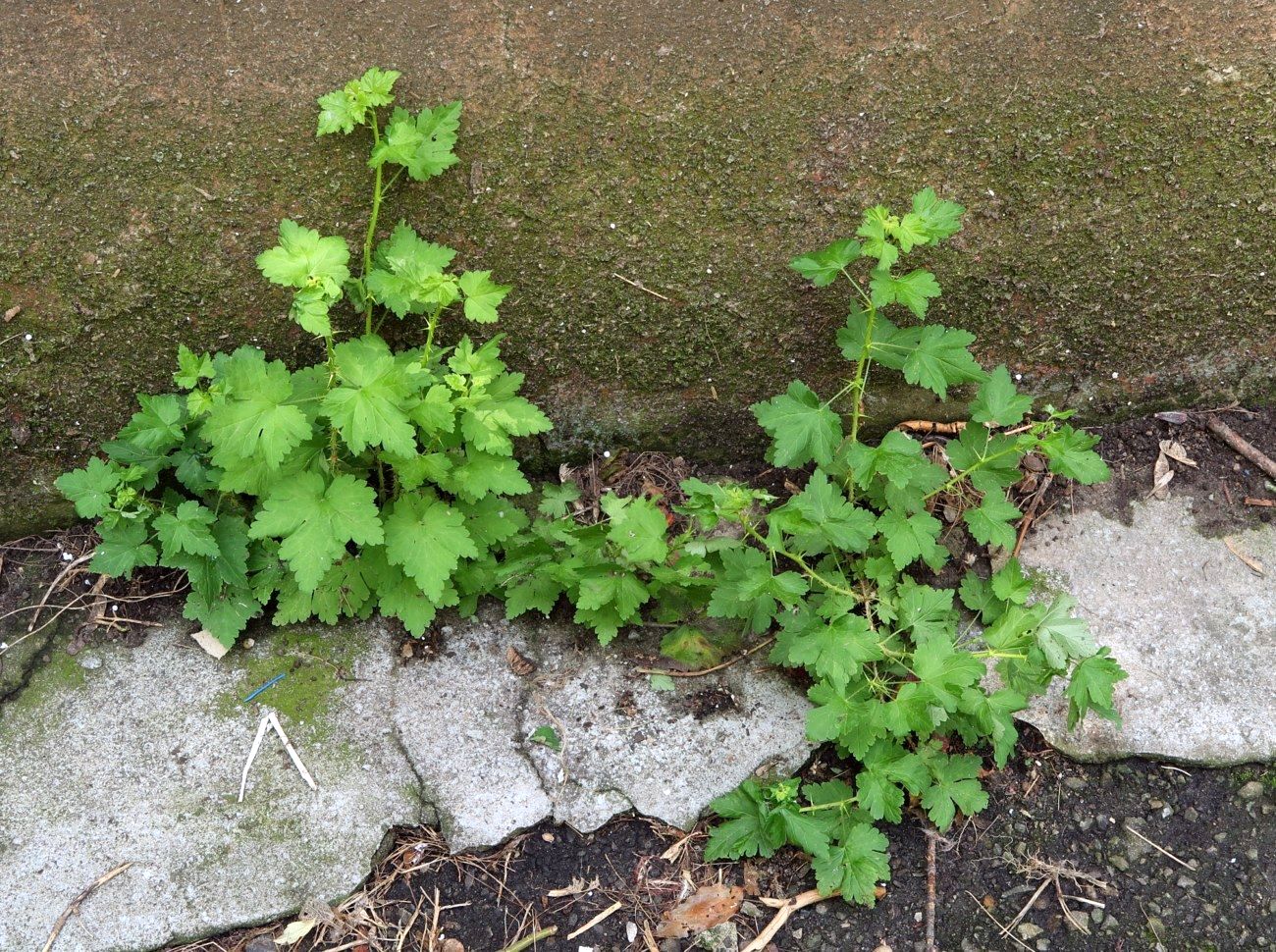 Изображение особи Grossularia uva-crispa.