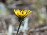 Pilosella officinarum. Верхушка побега с соцветием. Ленинградская обл., Лужский р-н, окр. оз. Лебевое, сосновый бор. 11.06.2023.