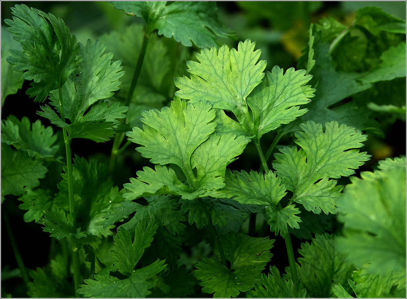 Image of Coriandrum sativum specimen.