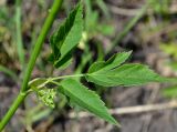 Aegopodium podagraria