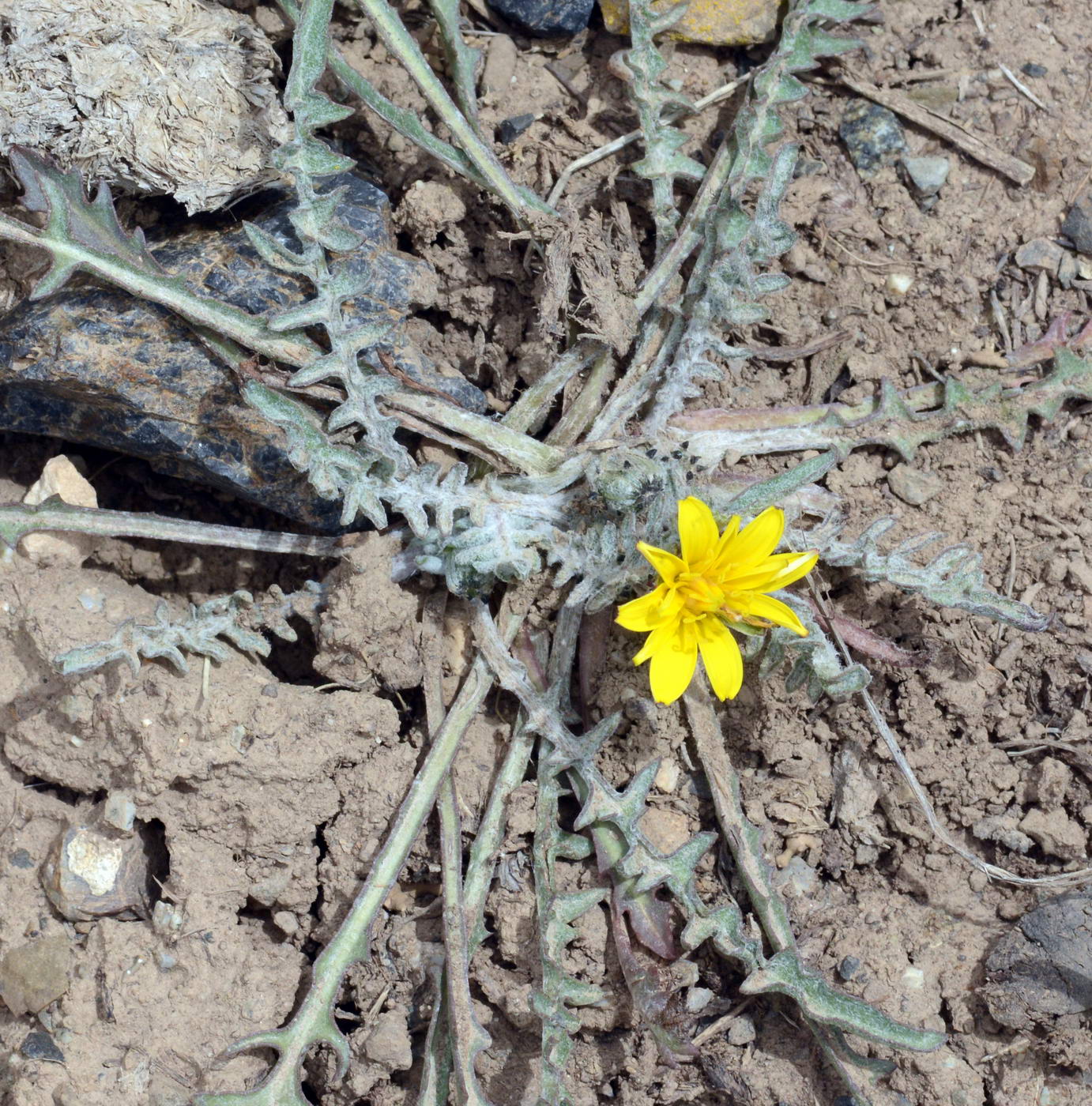 Изображение особи род Taraxacum.
