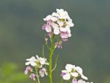 Hesperis voronovii. Верхушка соцветия с цветками и завязавшимися плодами. Адыгея, Кавказский биосферный заповедник, долина р. Армянки (Инструкторская Щель), ≈ 2100 м н.у.м., субальпийский луг. 28.06.2023.