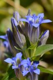 Gentiana septemfida