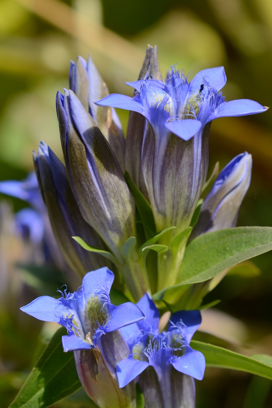 Изображение особи Gentiana septemfida.