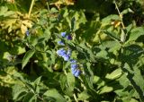 Symphytum asperum. Верхушка цветущего растения. Чечня, Шаройский р-н, юго-восточный склон горы Чархунышкорт, выс. 1950 м н.у.м, лиственный лес, обочина дороги. 7 августа 2023 г.