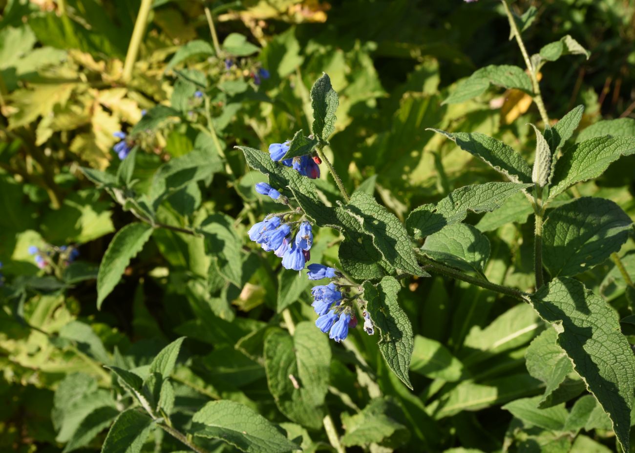 Изображение особи Symphytum asperum.