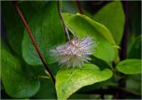 Clematis × jackmanii. Созревающий плод. Московская обл., Раменский р-н, окр. дер. Хрипань, садовый участок. 21.09.2023.