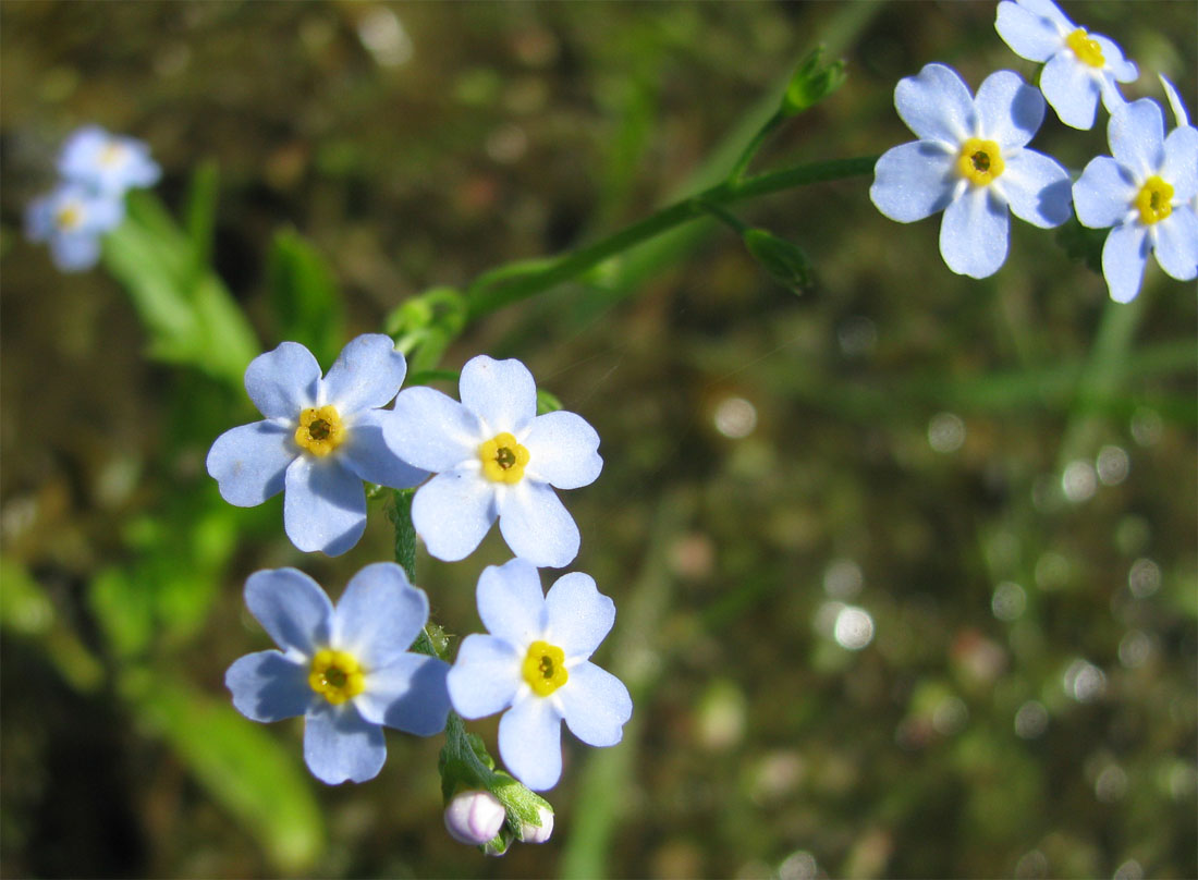 Изображение особи Myosotis palustris.