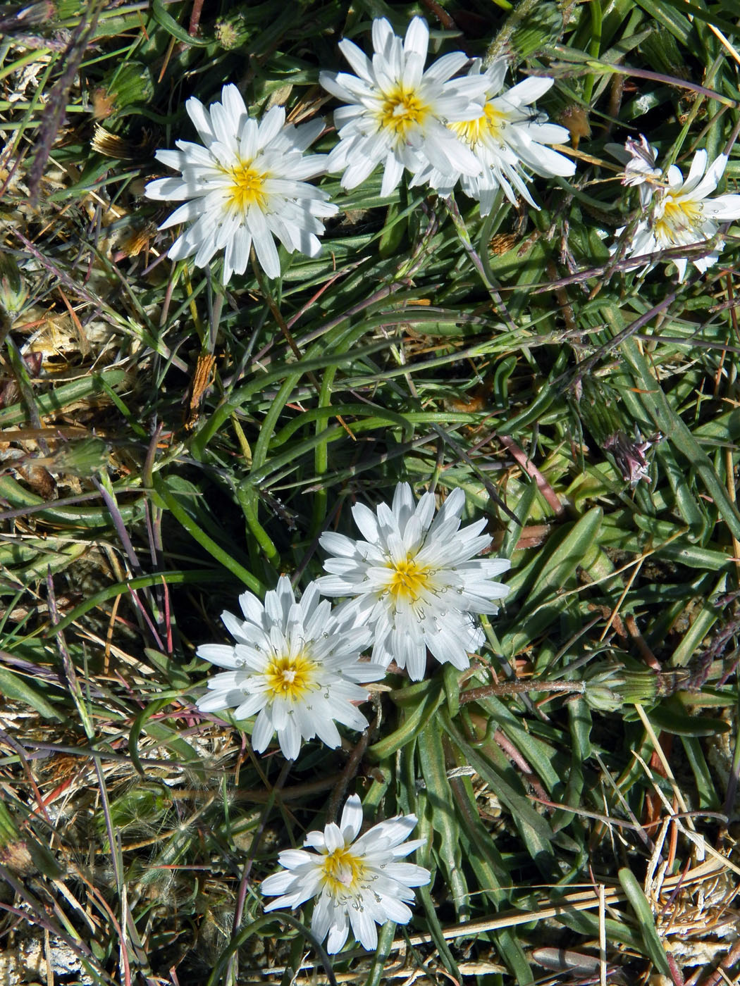 Изображение особи Taraxacum leucanthum.