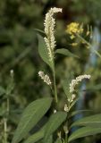 Persicaria scabra. Верхушка цветущего растения. Томская обл., г. Томск, Академгородок, у дороги. 19.07.2023.