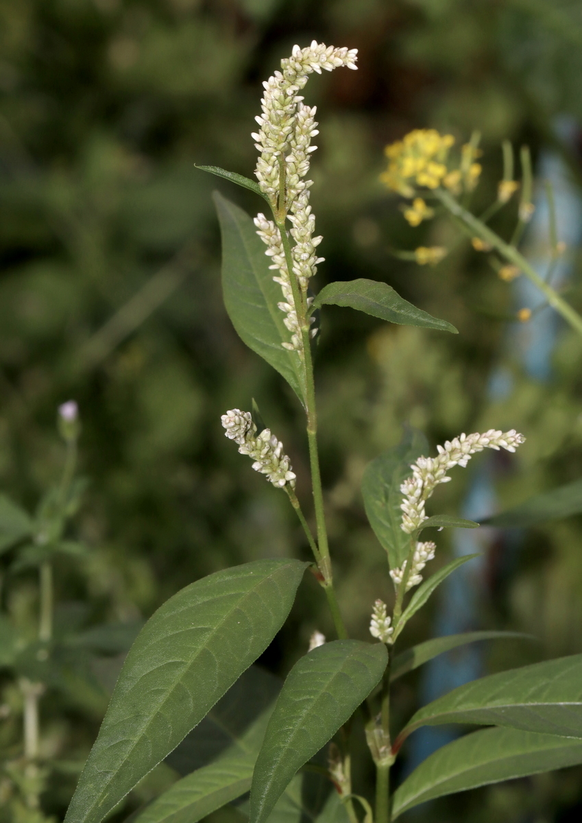 Изображение особи Persicaria scabra.