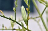 Andrographis paniculata. Часть веточки с плодом. Таиланд, Бангкок, Донмыанг, жилой квартал, заросший газон. 11.09.2023.