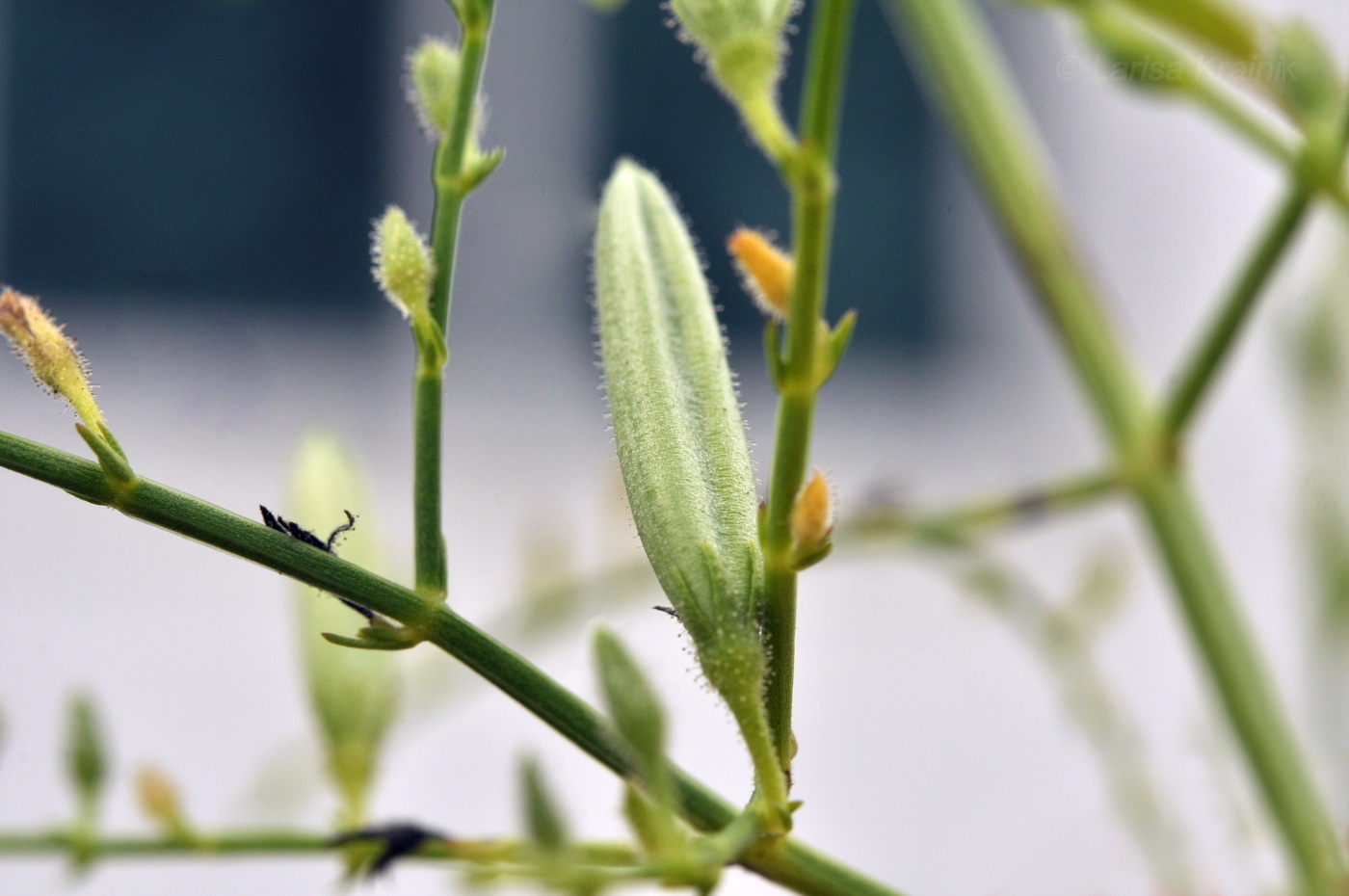 Image of Andrographis paniculata specimen.