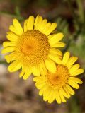 Anthemis tinctoria