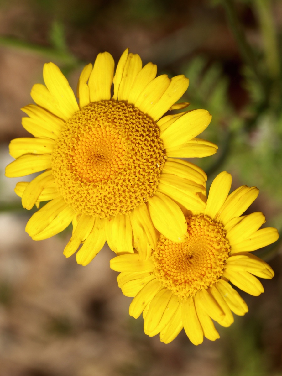 Image of Anthemis tinctoria specimen.