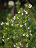 Euphrasia hirtella