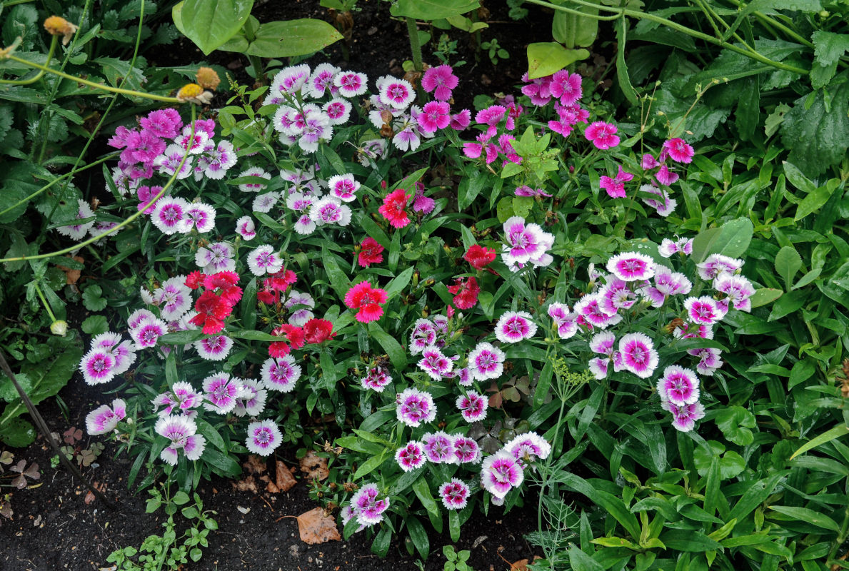 Image of Dianthus chinensis specimen.
