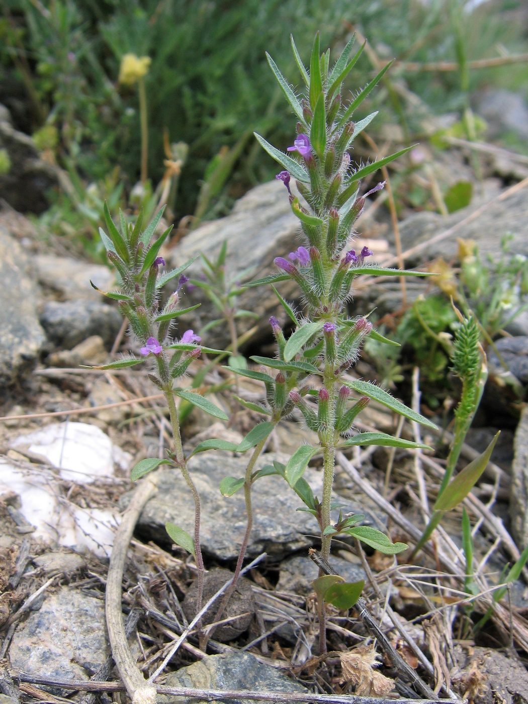 Image of Ziziphora tenuior specimen.