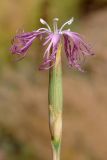 Dianthus angrenicus. Цветок. Узбекистан, Ташкентская обл., Чаткальский хр., окр. кишлака Эрташ, склон над кишлаком. 10.07.2023.